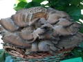 Meripilus giganteus